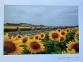 Poster - Tour de France sunflowers
